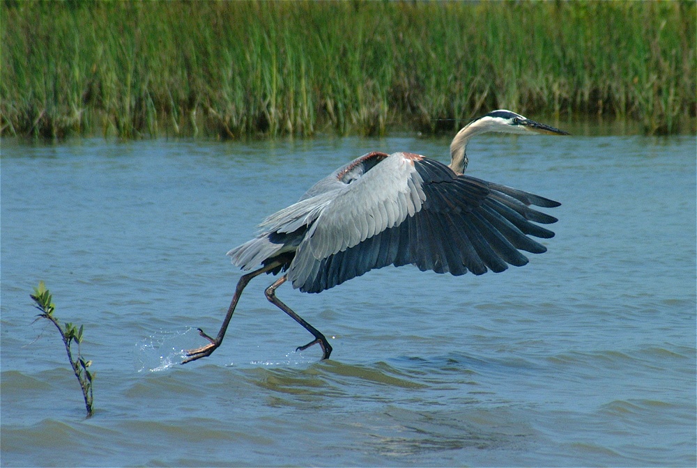 (20) Dscf3355 (great blue heron).jpg   (1000x672)   275 Kb                                    Click to display next picture